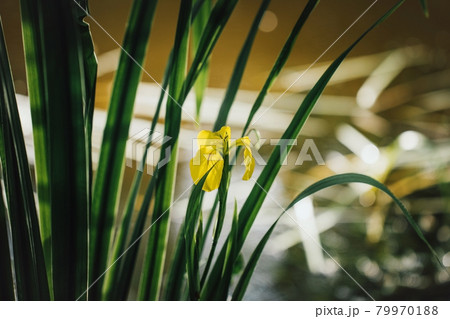 Yellow iris on green leaf background. Iris pseudacorus near the water at sunset. Beautiful scenery. Yellow flower growing near a pond or swamp 79970188