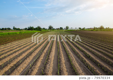 A field planted with young leek seedlings. Rows of a farm fields on a summer sunny day. Agroindustry. Farming, agriculture landscape. Focus on rows. Growing vegetables outdoors on open ground. 79970334