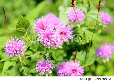 ワイルドベルガモットの花 79970918