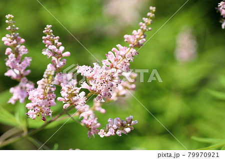 セイヨウニンジンボクの花 セイヨウニンジンボクの花 79970921
