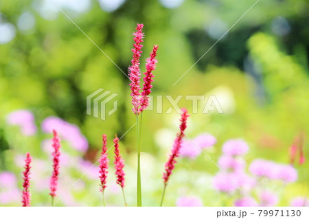 鮮やか赤色タデ科の花の写真素材