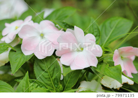 ニューギニアインパチェンスの花 ニューギニアインパチェンスの花 79971135