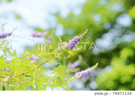 セイヨウニンジンボクの花 79971138