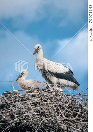 Young white storks in the nest. 79971148