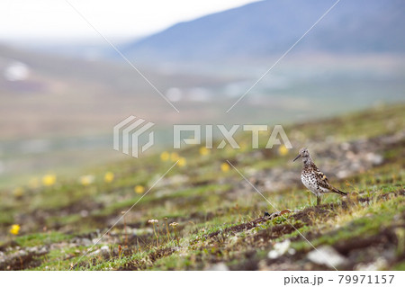 Beautiful landscape with a Great knot (Calidris tenuirostris) and a blurred background. Chukotka, Russia. 79971157