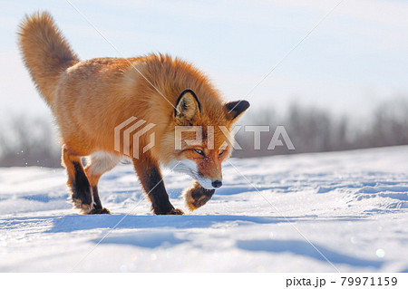 Red Fox is walking on the snow-covered tundra. 79971159