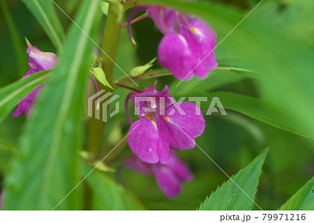ホウセンカ【緑背景】 ホウセンカ【緑背景】 79971216