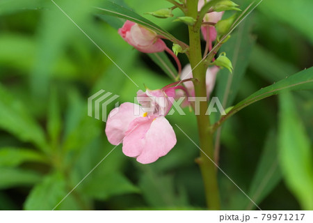ホウセンカ【緑背景】 ホウセンカ【緑背景】 79971217