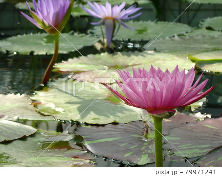 池の睡蓮花 79971241