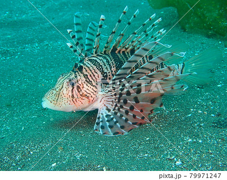 大瀬崎のミノカサゴ 79971247