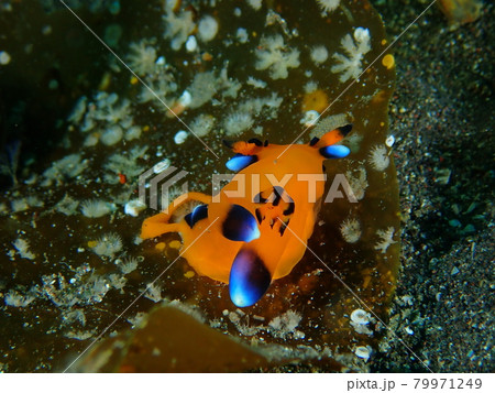 海のピカチュウことウデフリツノザヤウミウシ 79971249