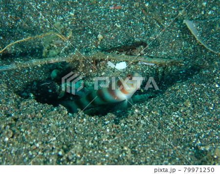 大瀬崎に暮らすハゼ 79971250