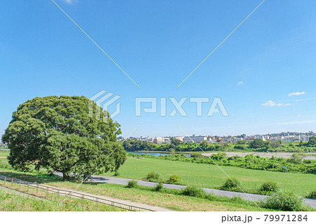 新緑の多摩川緑地　等々力側から多摩川を隔てて望む田園調布の街並み 79971284