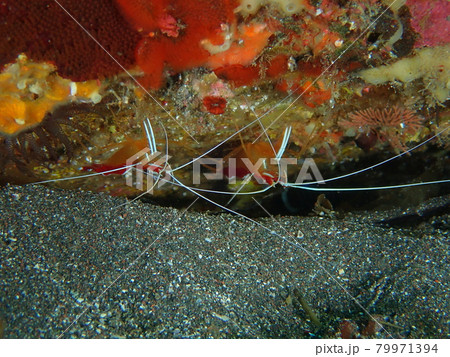 大瀬崎のアカシマシラヒゲエビ 大瀬崎のアカシマシラヒゲエビ 79971394