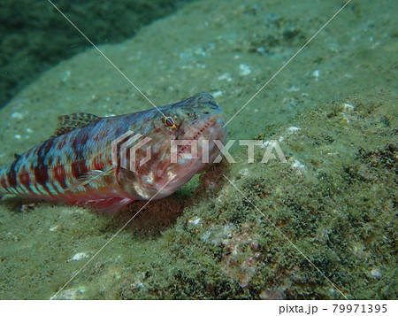 大瀬崎のオキエソ 79971395