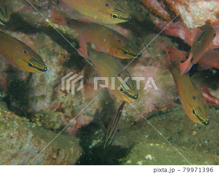 大瀬崎のクロホシイシモチ 79971396