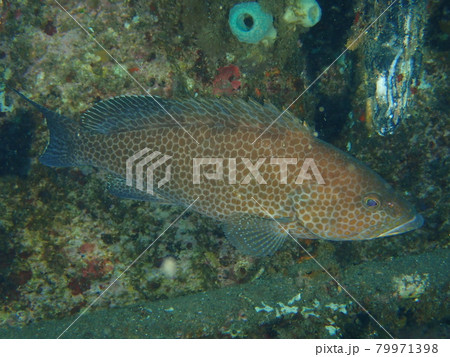 大瀬崎のハタ 79971398