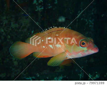 大瀬崎のカラフルな魚 79971399