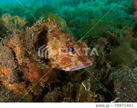 大瀬崎のカサゴ 79971401