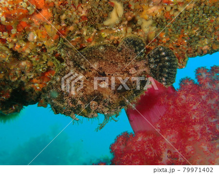 大瀬崎のソウシカエルアンコウ 79971402