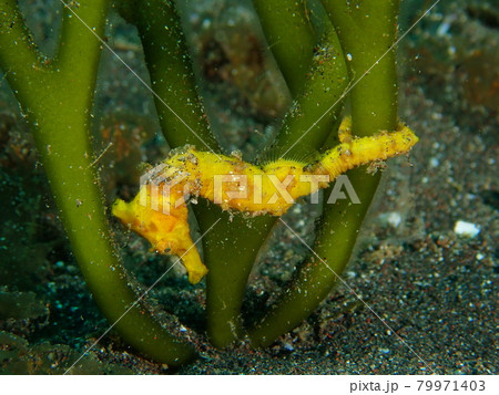 大瀬崎のオオウミウマ 79971403