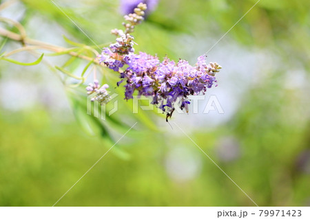 セイヨウニンジンボクの花 79971423