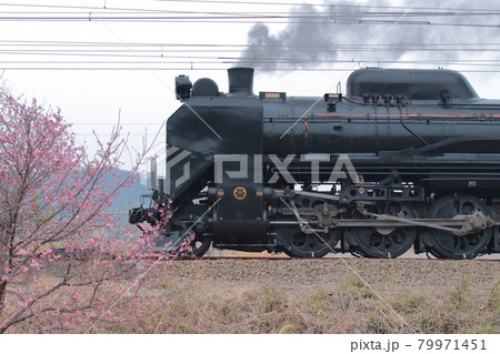 桜と蒸気機関車 79971451