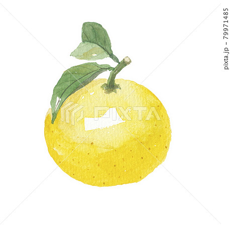 土佐小夏 79971485