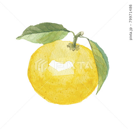 土佐小夏 土佐小夏 79971486