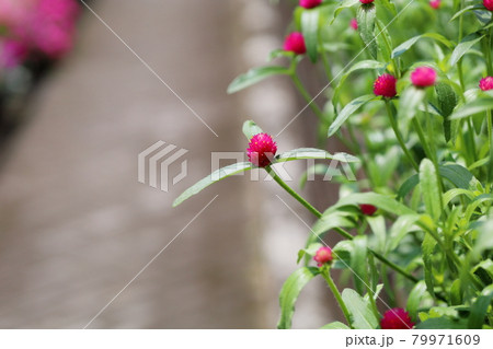 センニチコウの花 79971609