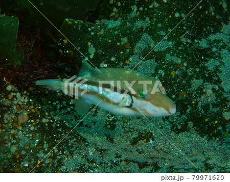 大瀬崎のフグ 79971620