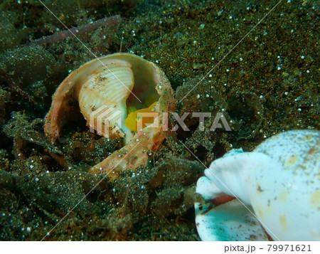 貝殻に住むミジンベニハゼ 79971621
