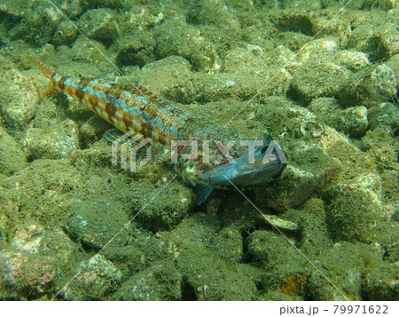 スズメダイを捕食するオキエソ 79971622