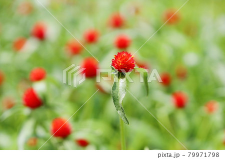 センニチコウの花 79971798