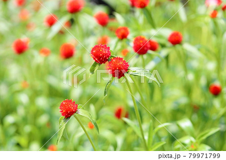 センニチコウの花 センニチコウの花 79971799