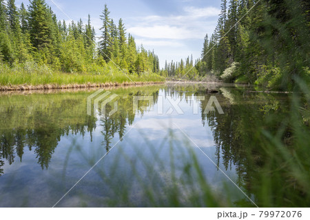 Nature scenery with lush green coniferous forest with calm river reflecting its surroundings, shot in Griffith Woods, Calgary, Alberta, Canada 79972076