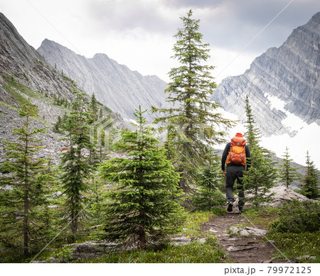 Hiker walking towards mountains surrounded by small trees, shot on Old Goat Glacier Trail, Kananaskis, Alberta, Canada 79972125