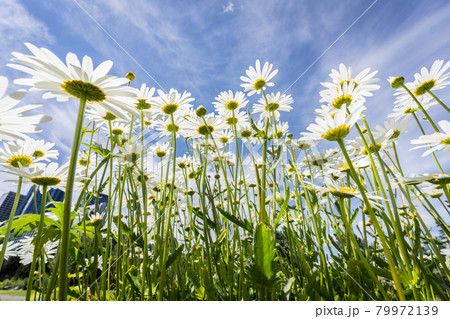 Bunch of flowers, daisies, shot from down below perspective in Princes Island Park, Calgary, Alberta, Canada 79972139