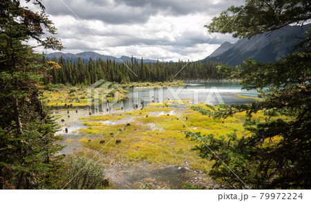 Marshlands scene shot at Upper Kananaskis Lake trail, Alberta, Canada 79972224