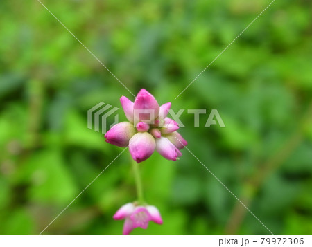 みぞそば 79972306