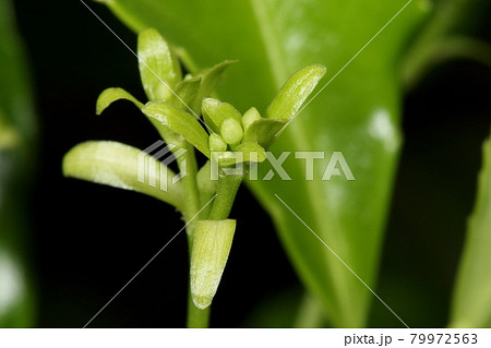 自然 植物 マサキ、四月初め。若い葉の中に小さな蕾が見えます 自然 植物 マサキ、四月初め。若い葉の中に小さな蕾が見えます 79972563