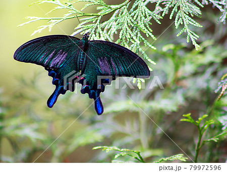 蝶 チョウ 蝴蝶 79972596