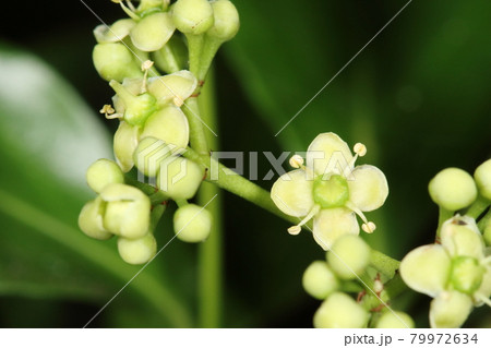 自然 植物 マサキ 花です 初夏のころ葉腋に集散花序を出し薄緑色の目立たない花つけますの写真素材