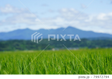 初夏の田園風景　健やかに育つ青い稲 79972794