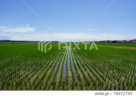 田園風景　田植えが終わった田圃 79972795
