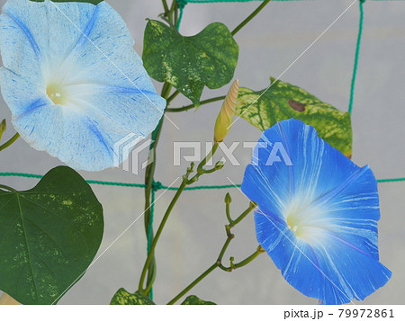 アサガオ アサガオ 79972861