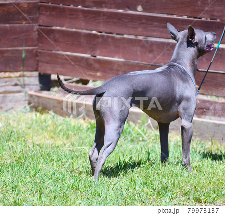 Dog breed Thai Ridgeback or Mah Thai Dog breed Thai Ridgeback or Mah Thai 79973137