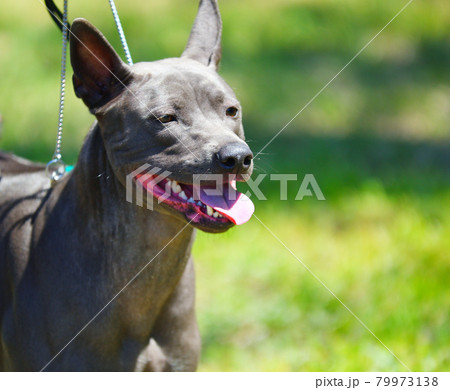 Dog breed Thai Ridgeback or Mah Thai Dog breed Thai Ridgeback or Mah Thai 79973138