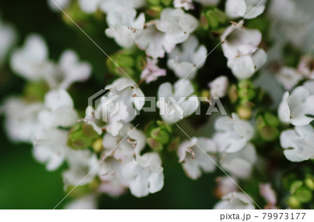 オレガノ Oregano オレガノ Oregano 79973177