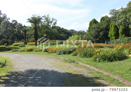 大阪市長居植物園の新緑風景 大阪市長居植物園の新緑風景 79973203